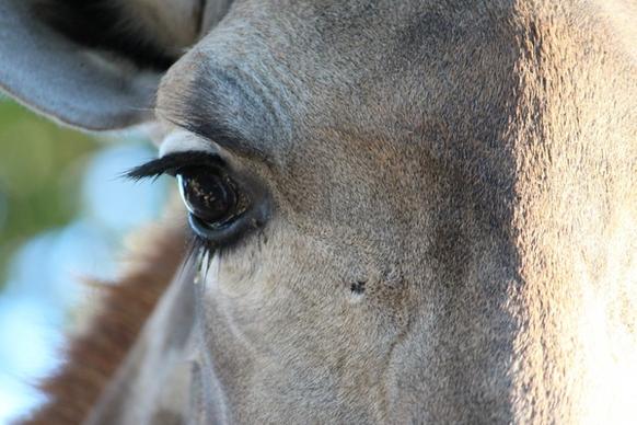 animal daytime eyes face farm hair head horse