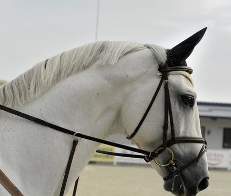 animal equestrian equine farm fence harness horse