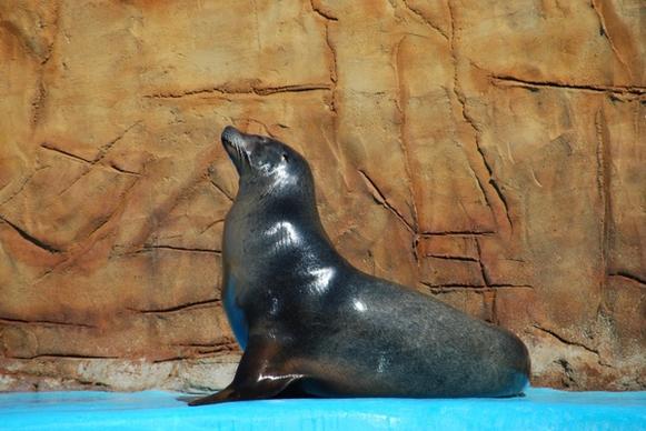 animal sea lion zoo