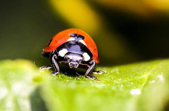 animals backdrop picture ladybug leaf closeup