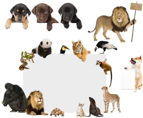 animals billboards definition picture