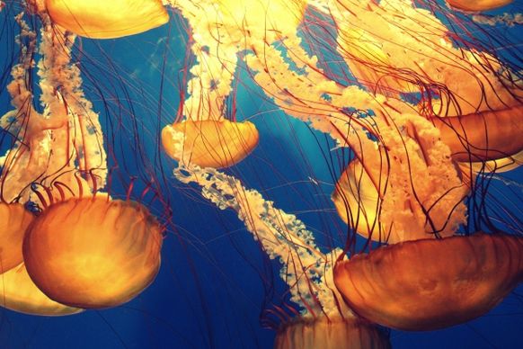 colored picture of sea jelly fish