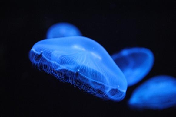 animals jellyfish blue jellyfish