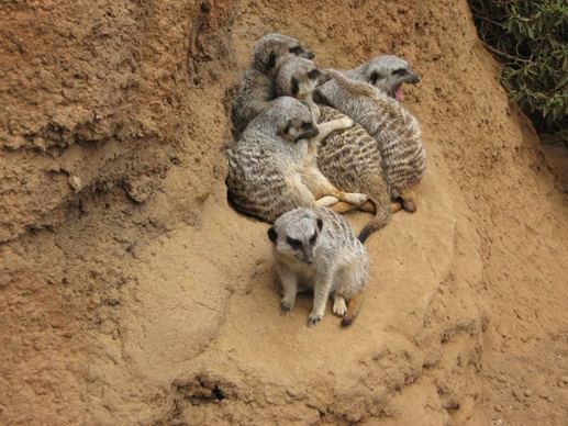 animals meerkat suricate