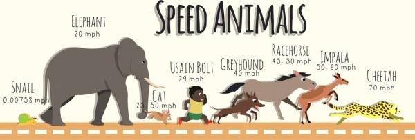 animals speed analysis background colored cartoon decoration