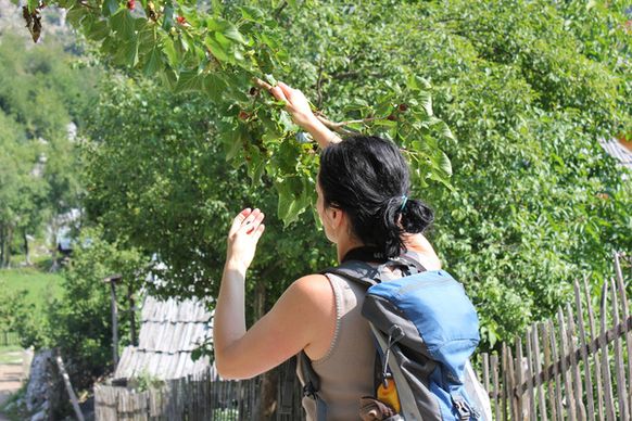 anna picking mulberries