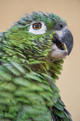 another green bird