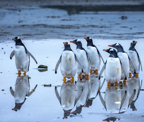 antarctic nature picture cute penguin flock