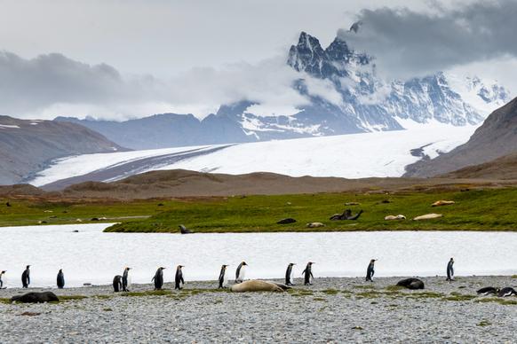 antarctic scenery picture penguin flock ice mountain scene