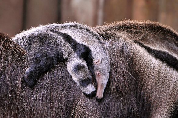 anteater baby taxi