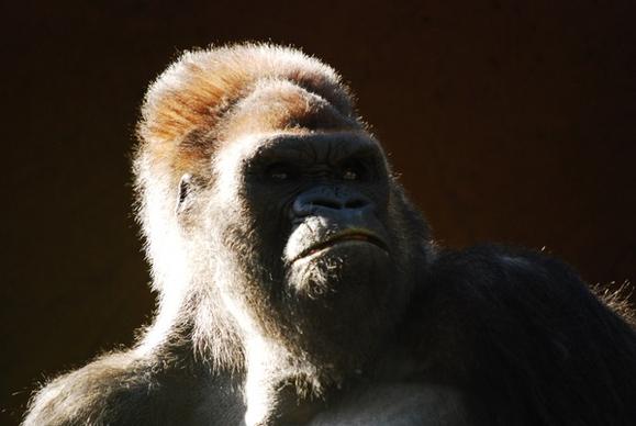 anthropomorphic ape baboon daytime endangered species