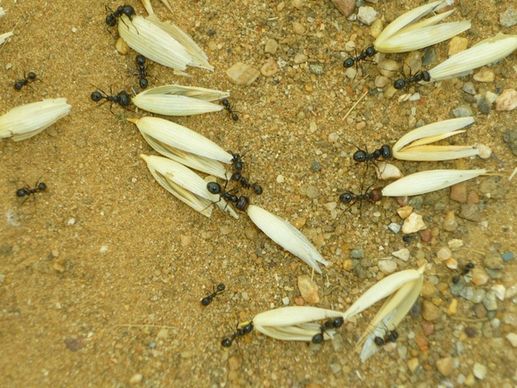 ants oats earth