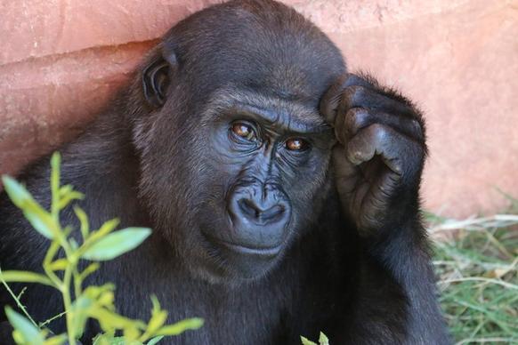 ape chimpanzee cute endangered species forest gorilla