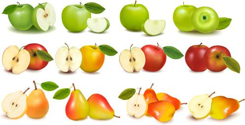 apple and pears slice vector