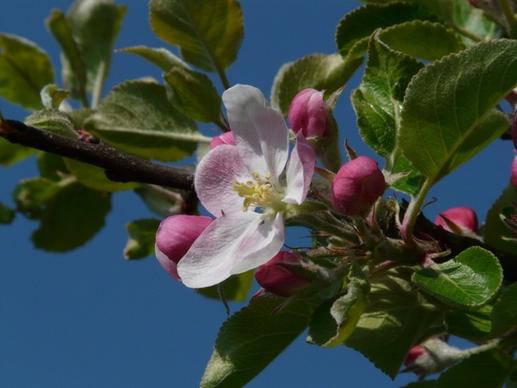 apple blossom apple tree flower