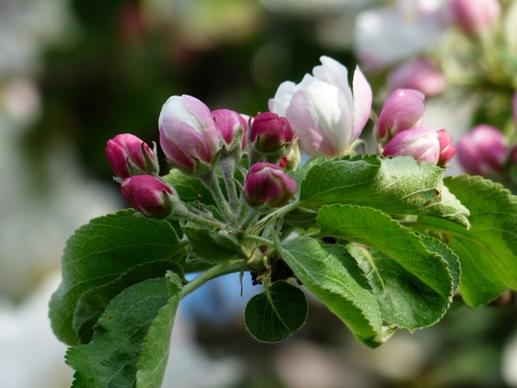 apple blossom apple tree flower