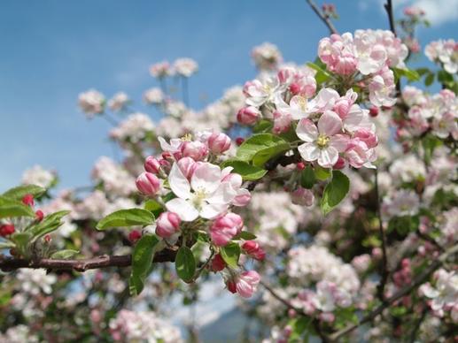 apple blossom vintschgau south tyrol