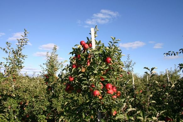 apple orchard apple tree