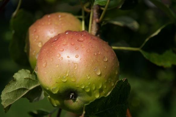 apples after rain