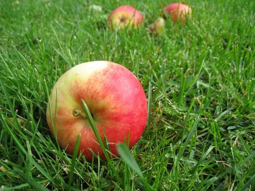 apples grass fall fruit