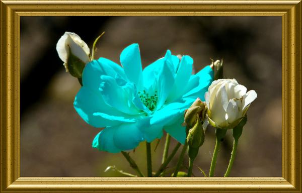 aqua blue rose
