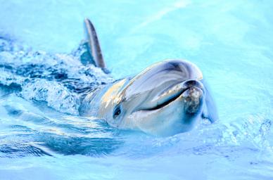 aquarium dolphin backdrop picture cute closeup