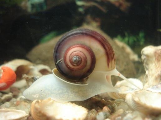 aquarium snail planorbarius corneus