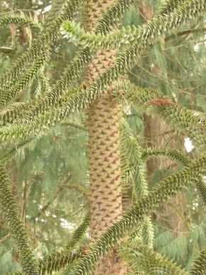 araucana fir tree