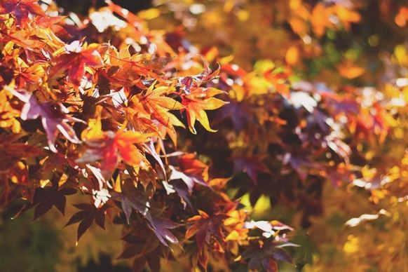 arboretum autumn blur bright change color