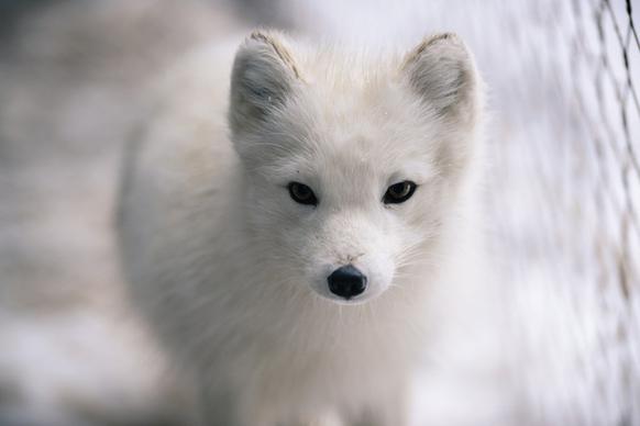 arctic fox camoflauged