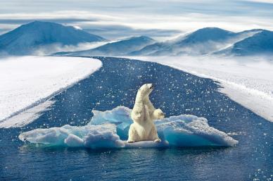 arctica scenery picture dynamic white bear ice scene