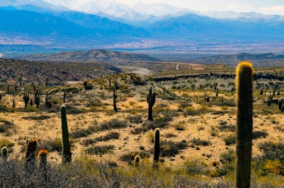 wild cactus on large desert