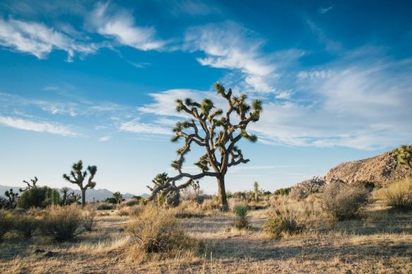 arid cactus cloud desert desolate dry field grass