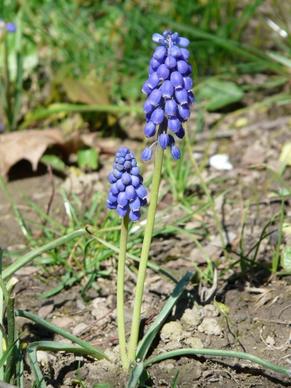 armenian traubenhyazinthe flower blue