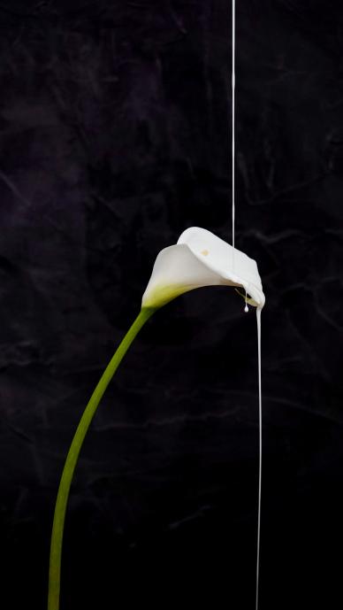 Arum lily backdrop dynamic droplet contrast