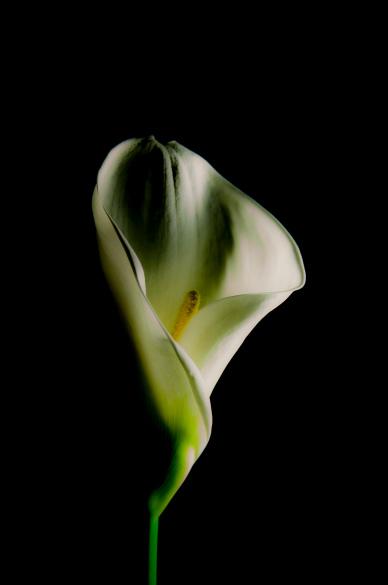 arum lily backdrop picture dark closeup elegance