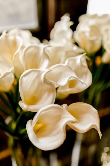 arum lily backdrop picture elegant contrast blooming scene