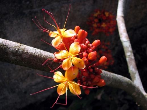 ashoka flower locust bean plant