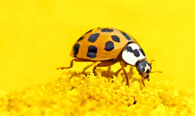 asian lady beetle picture closeup bright