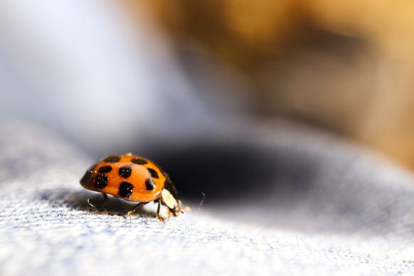 asian lady beetle picture closeup contrast