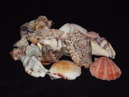 assortment of sea shells