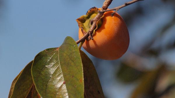 astringent persimmon