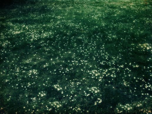 at my feet the white petalled daisies