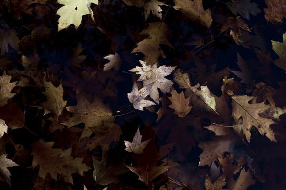 autumn background blur change color decoration fall