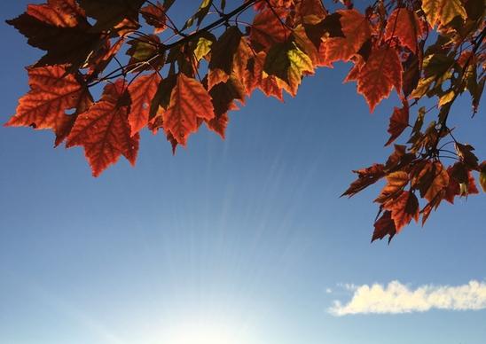 autumn background bright change color environment