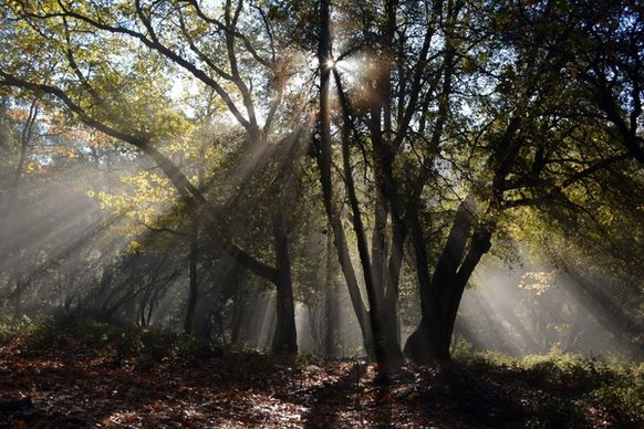 autumn backlit eerie environment fall fog forest