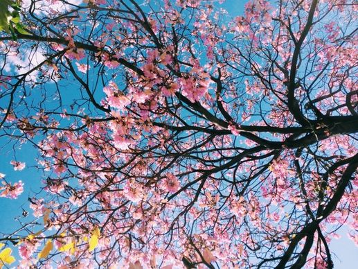 autumn blue sky branch bright cherry fall foliage