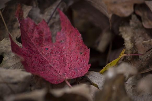 autumn blur color drop environment fall flower