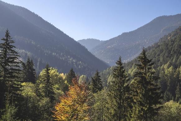 autumn conifer daytime environment evergreen fall
