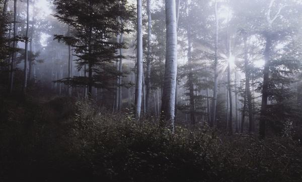 autumn conifer environment evergreen fall fog forest